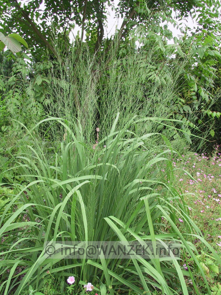 Molinia arundinacea Transparent 01.jpg